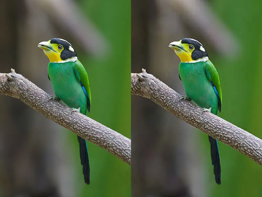 JPG vs JPEG: Decoding the Image Format Dilemma